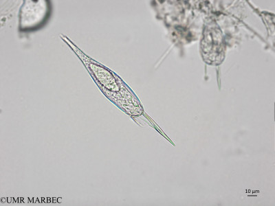 phyto/Brazilian_Nordeste/AtoldasRocas_station22/ABRACOS1 October 2015/Podolampas spinifera (Snap-2182)(copy)_thumb.jpg